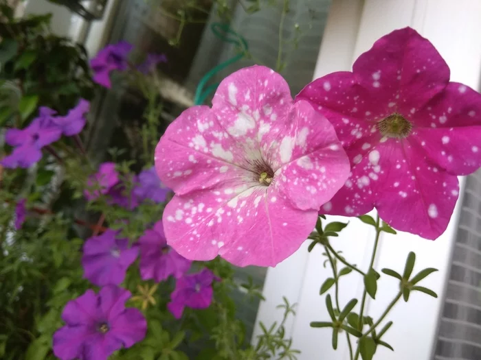 Petunias - Petunia, Flowers, beauty, Houseplants, The photo, Longpost