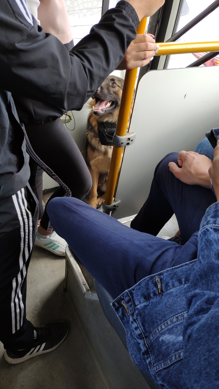 Намордник? - Не слышали о таком