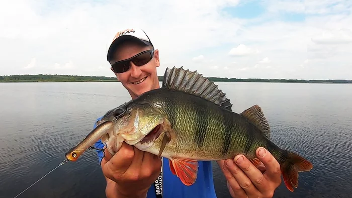 Catching a trophy perch on poppers - My, Fishing, Wobbler, Popper, Perch, Republic of Belarus, Video, Longpost