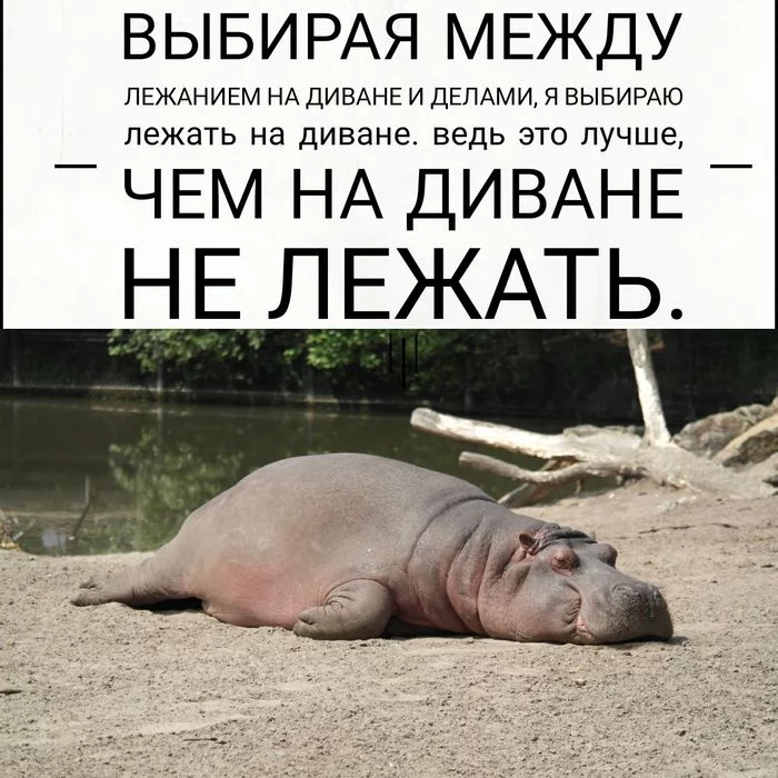 Master of Procrastination - My, hippopotamus, The Art of Lying Down, Lie, Procrastination, And let the whole world wait, Picture with text