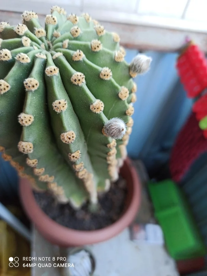 How my cactus bloomed for the first time in 25 years - My, Flowers, The photo, Joy, Longpost, Cactus, Blooming cacti