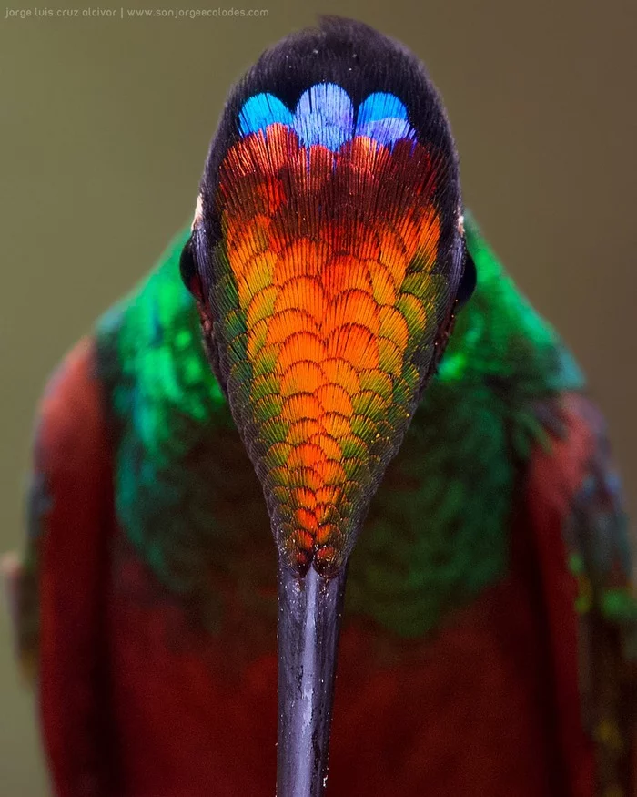 Head plumage of an Inca rainbow hummingbird from Ecuador! - Hummingbird, Ecuador, Feathers, Color, Coloring, Nature, Close-up, Iridescent, Birds, The photo