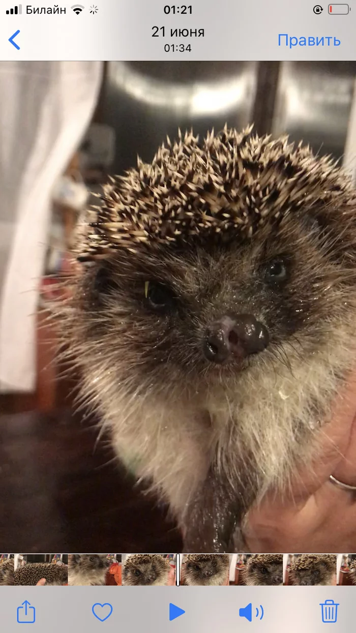 Hedgehog with three nostrils - My, Hedgehog, Genetic diseases, Positive, Video, Longpost