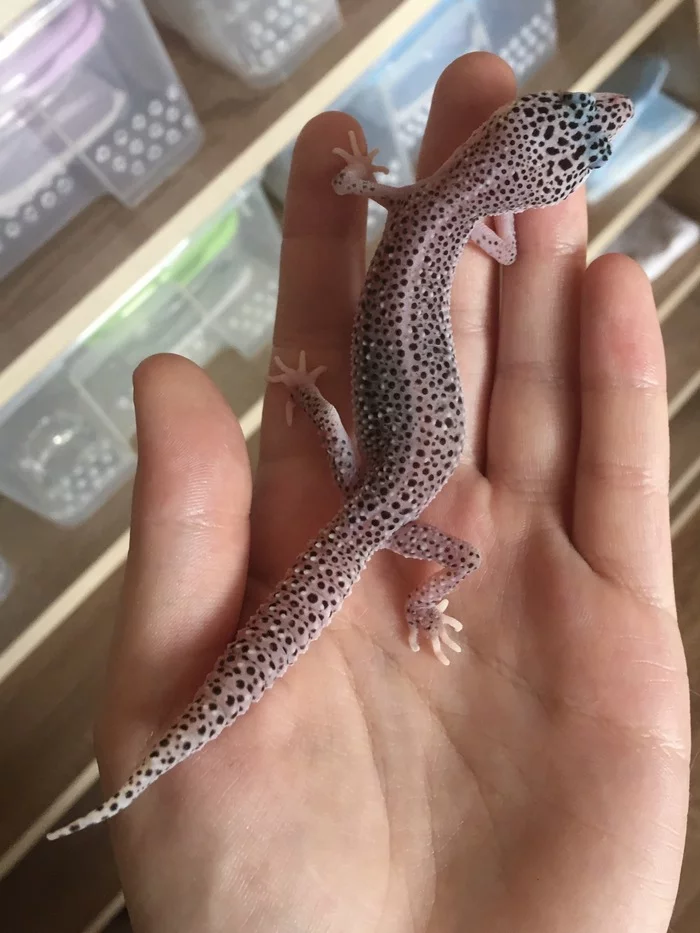 Leopard geckos - My, Eublefar, Pets, Lizard, Longpost