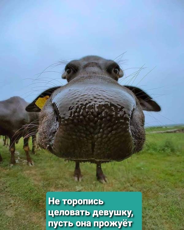 Не торопись... | Пикабу