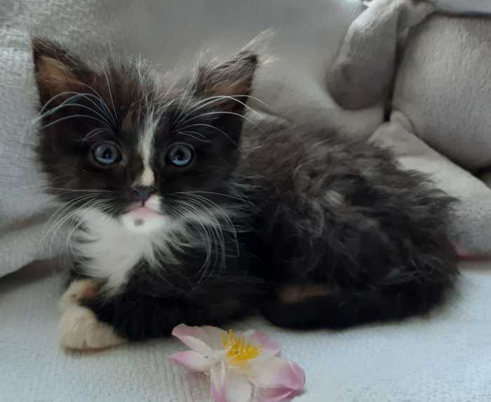 Moscow kittens are looking for their home - My, No rating, Moscow, cat, Kittens, In good hands, Shelter, Pet, Longpost, Pets