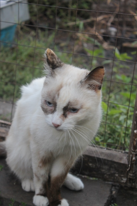 Life at the Kotoland home shelter 246 - My, cat, Shelter, Lipetsk, Shelter Cotoland, Kindness, Help, In good hands, Longpost, No rating