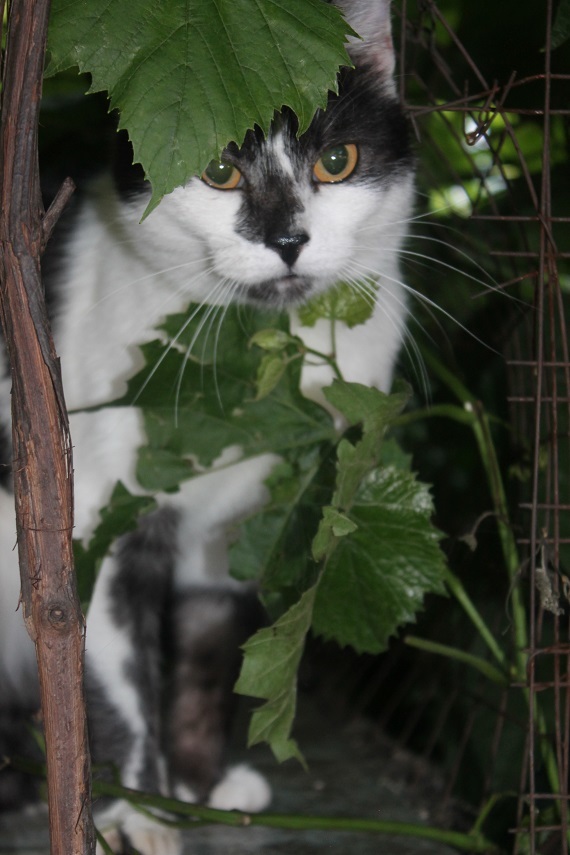 Life at the Kotoland home shelter 246 - My, cat, Shelter, Lipetsk, Shelter Cotoland, Kindness, Help, In good hands, Longpost, No rating