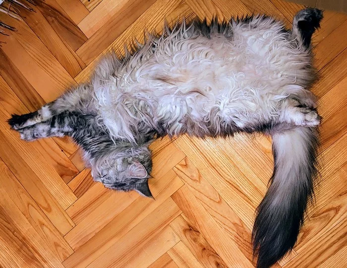 Right triangle - My, cat, Maine Coon, The photo