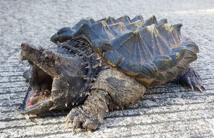 Biologists have caught a huge turtle, which seems to be related to Godzilla. Kus - and you can say goodbye not only to your finger - Turtle, USA, Florida, wildlife, Longpost, Animals, Vulture turtle, Reptiles