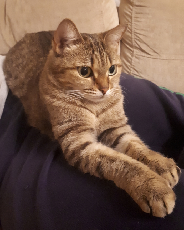 Кошечка ищет дом г. Новосибирск