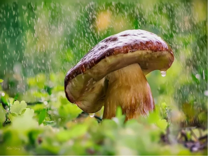 Как быстро появляются грибы после дождя Грибы, Дождь, Рост, Скорость, Интересное, Познавательно, Природа, Длиннопост