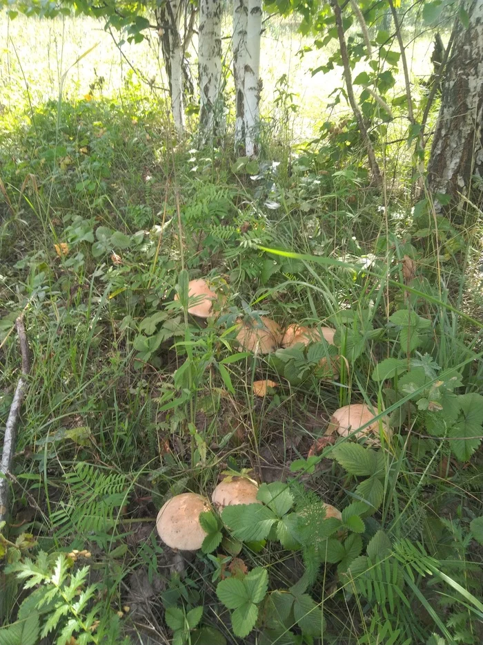 Little forest, little forest, give me some fungus!) - My, Forest, Fungus, Family, Thank you