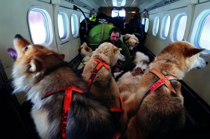 Dog sled is still the best means of transportation in the vast expanses of Greenland - Dog, Sled dogs, Dog sled, Greenland, Patrol, The national geographic, Dreams Come True, Discipline, Longpost