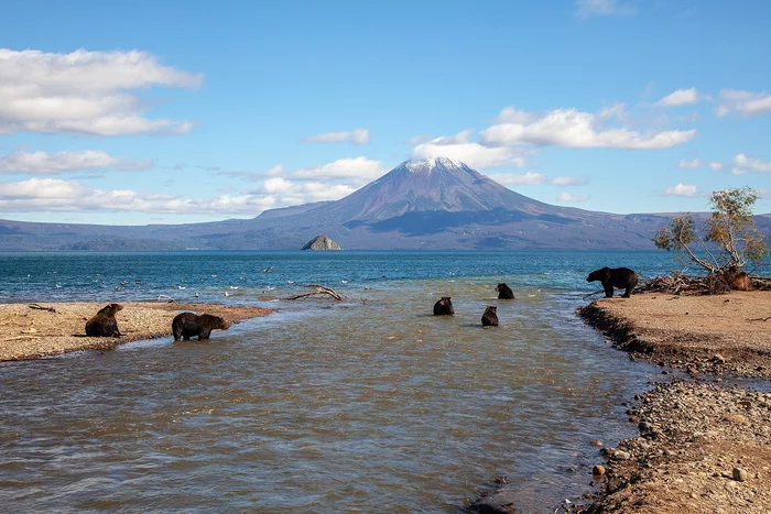 What a beauty! - The Bears, Brown bears, Wild animals, Nature, Kamchatka, Kuril lake, The national geographic, The photo, Ilyinsky Volcano