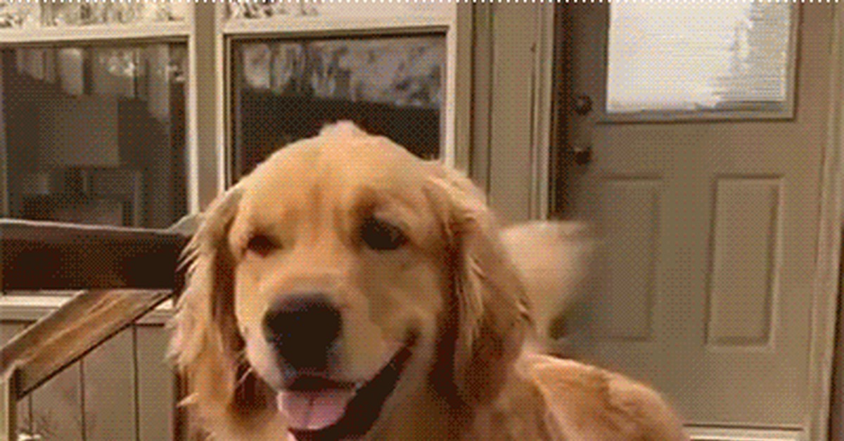 Good boy - Dog, Pets, Good boy, GIF, Cooler bag, Golden retriever