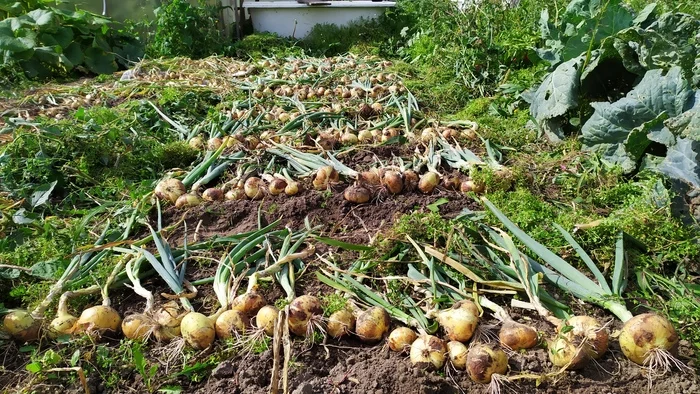 Like shells after a war cop - My, Garden, Harvest, Onion