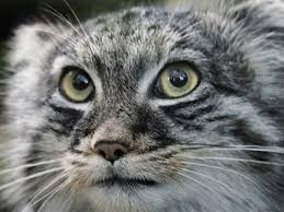 Manul - Pallas' cat, Small cats, Cat family, Predatory animals, Wild animals