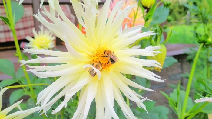 Young bumblebees occupied dahlias - My, Bumblebee, Dahlias, Eat, Longpost