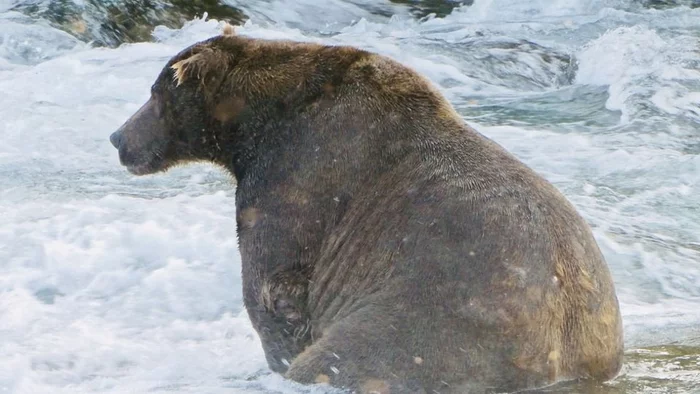 In Alaska, the fattest bear is determined every year. The favorite has eaten so much that he can hardly move) - The Bears, Grizzly, Alaska, National park, And the contests are interesting, Fullness, The national geographic