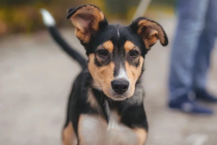 I was very touched by this puppy with cool ears, I dream of adopting him - My, Kindness, Pets, Animal shelter, Dog, Animal Rescue, Longpost, In good hands, No rating, Saint Petersburg