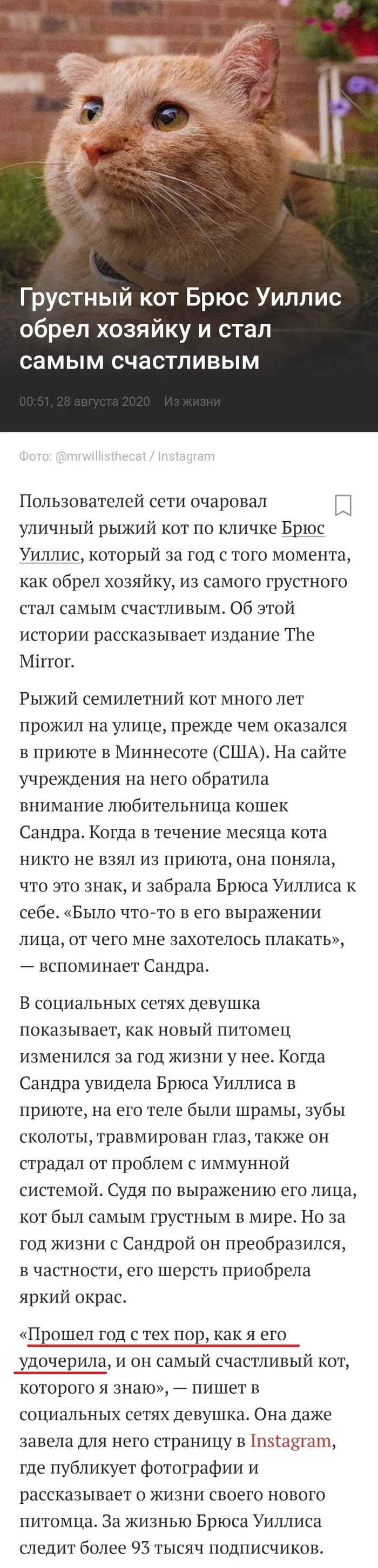 Правильно ли я понял? - Кот, Брюс Уиллис, Грусть, Lenta ru, Выражение лица, Длиннопост, Милота, Видео, США, Миннесота