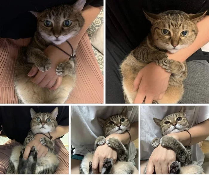 Hand attachment - cat, Hand, Girth, Hugs, Milota