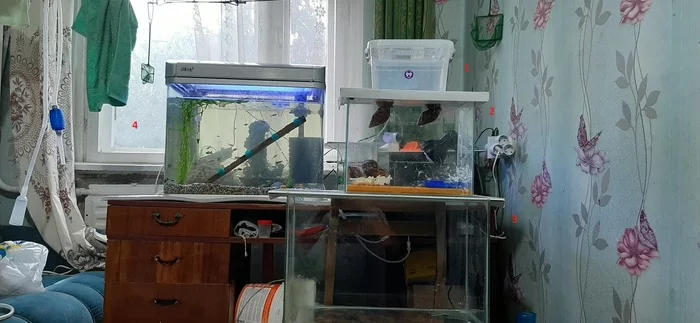 Fucking Crucian! Or a beginner aquarist :) - My, Carp, Aquarium, A fish, Hobby, Enthusiasm, Crayfish, Fishing, Entertainment, Quarantine, Video, Longpost