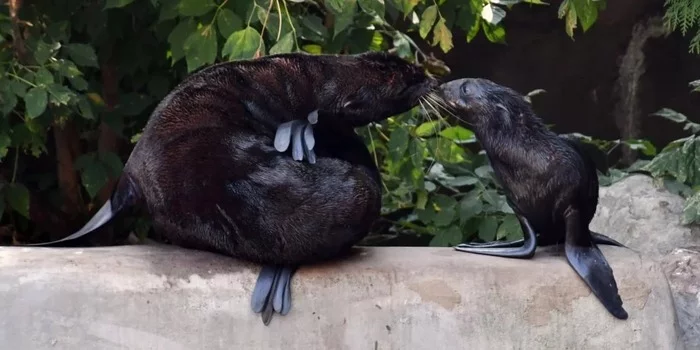 Northern fur seal pup born at Moscow Zoo - My, Fur seal, Animals, Young, Zoo, Moscow Zoo, Longpost