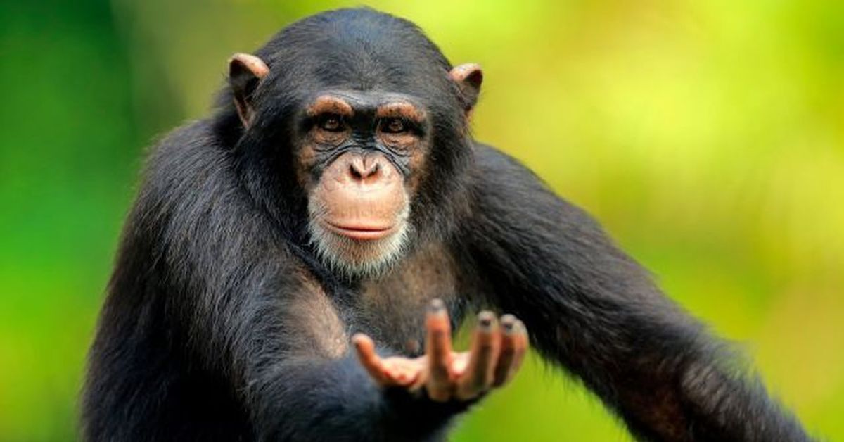 Почему шимпанзе сильнее людей | Пикабу
