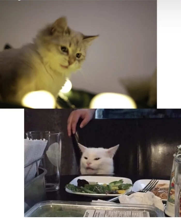 What, is it delicious? - My, cat, Memes