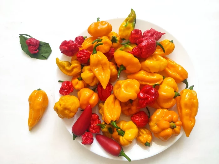 My pepper harvest - My, Pepper farming, Hot peppers, Pepper, Chilli