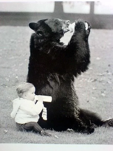 Drink milk, children! You will be healthy! - The Bears, Baby, Milk, Black and white, Children