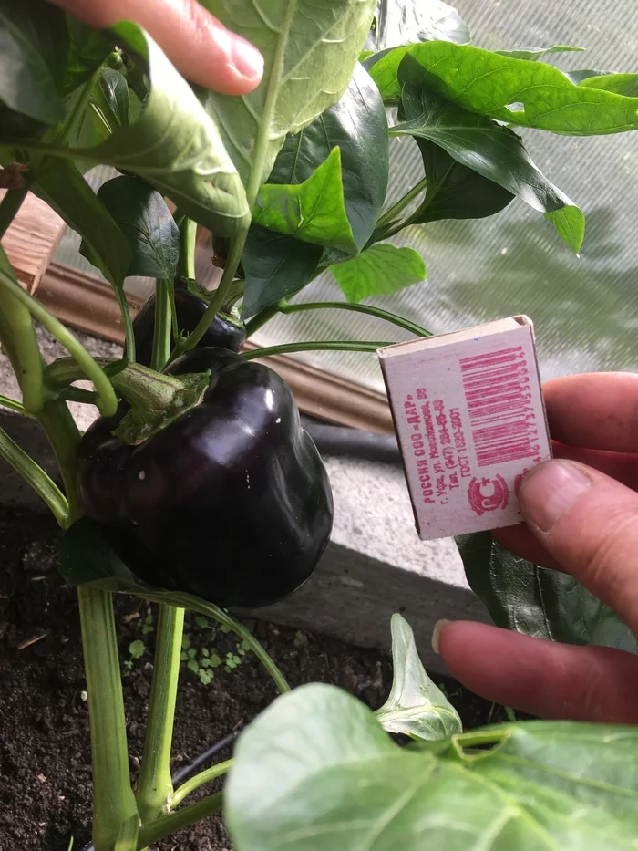 Pikabushnik pepper - My, Pepper, Gardening, Size matters, Longpost
