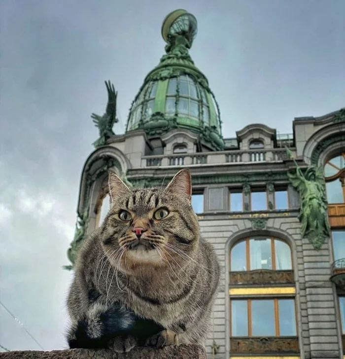 This look - cat, Saint Petersburg, Sight, Petersburgers