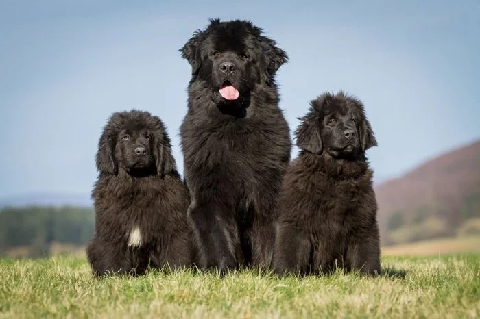 Description of the dog Newfoundland! - Animals, Pets, Dog, Dog breeds, Newfoundland, Video, Longpost