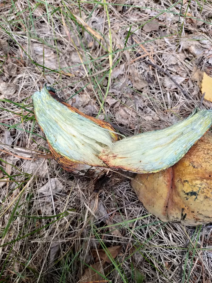 Help me identify a mushroom - My, Forest, Mushrooms, Nature, Longpost