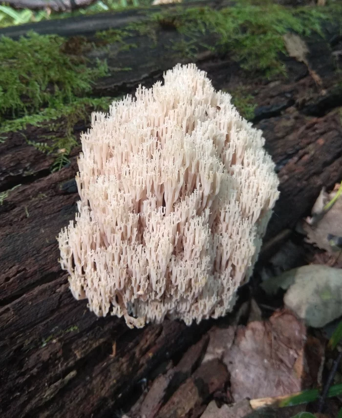 This is the mushroom we found in the forest - My, Mushrooms, Nature, Walk, Forest