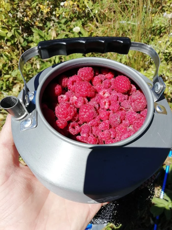 Real raspberry tea - My, The mountains, Raspberries, Arkhyz, Longpost