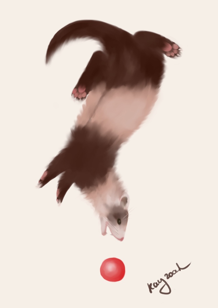 ? - ferret - My, Ferret, Watercolor