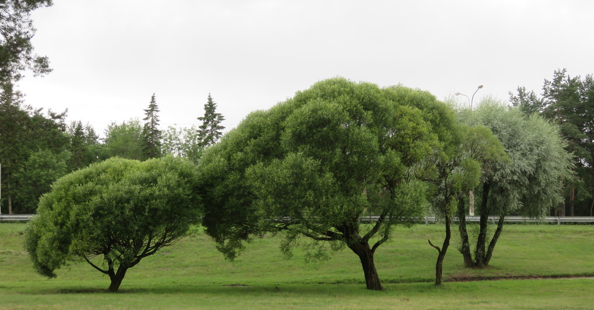 Дерево округлой формы. Ива ломкая (шаровидная) Salix fragilis. Ива ломкая шаровидная. Ива ломкая дерево. Ива Булата шаровидная.