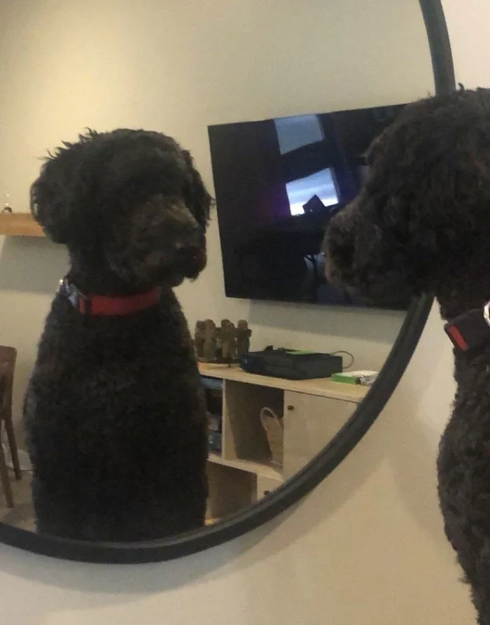 My mirror light, tell me... 2 - Dog, Puppies, Mirror, Reflection, admiring, Longpost