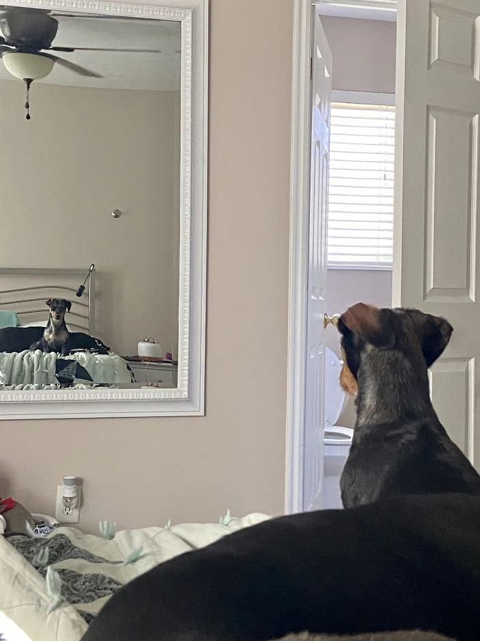 My mirror tell me... 2 - Dog, Puppies, Mirror, Reflection, admiring, Longpost