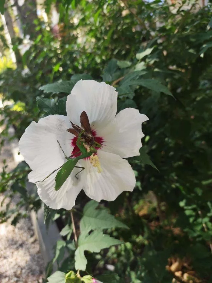 The praying mantis and the hawk moth - My, Mantis, Hawk, Insects, Video, Longpost, Vertical video, Flowers, Is eating