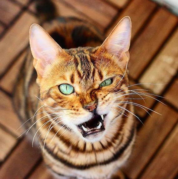 Запомни, я тут хищник!