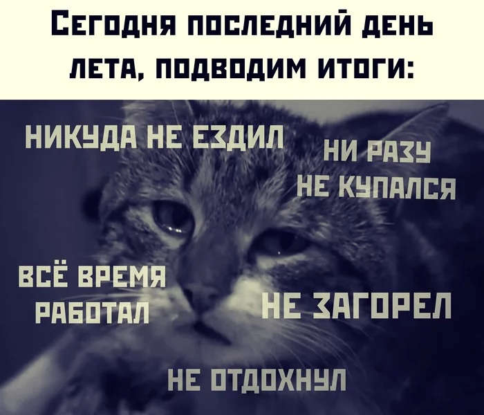 И ещё и арбуз нормально не поел - Лето, Отдых, Работа, Картинка с текстом, Кот