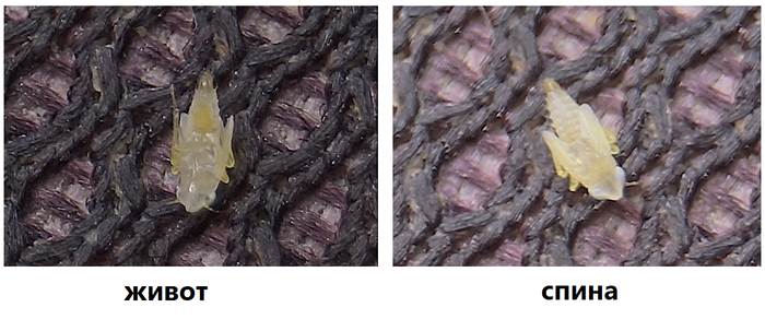 Подскажите, что это такое?