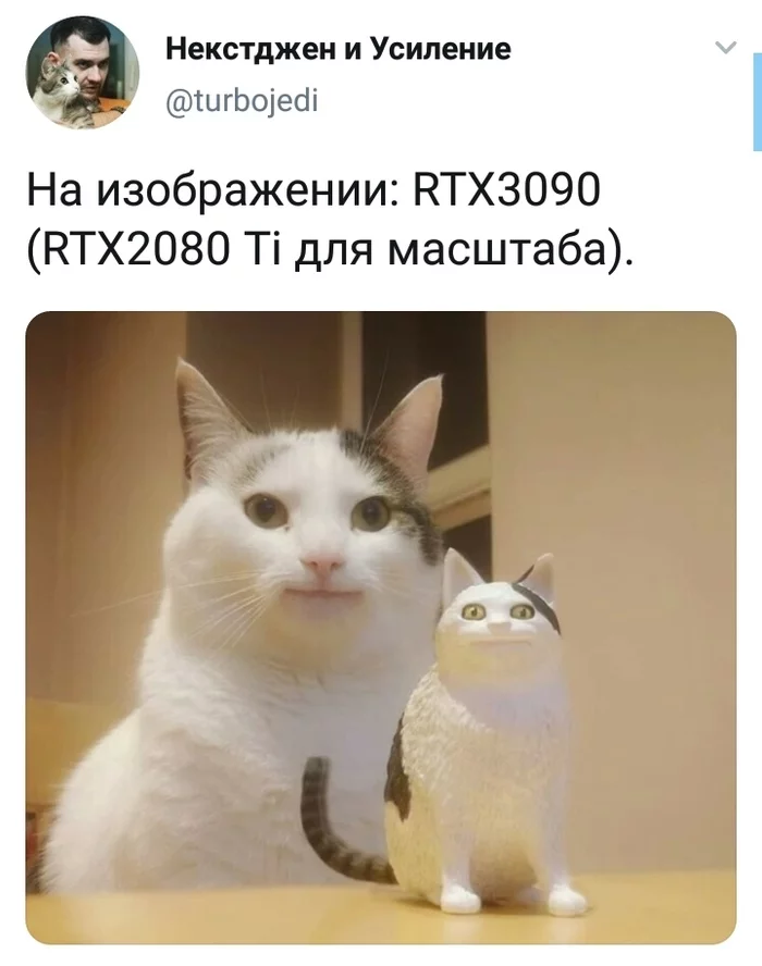 Rtx 3090 - Nvidia RTX, Video card, Screenshot, Twitter, cat, Rtx 3090, Rtx 2080Ti, Polite cat Ollie