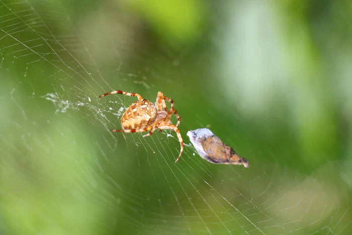 Arachnophobes should not watch or A spider wraps a butterfly in its web - My, Spider, Arachnids, The photo, Beginning photographer, Nature, Arachno, Longpost