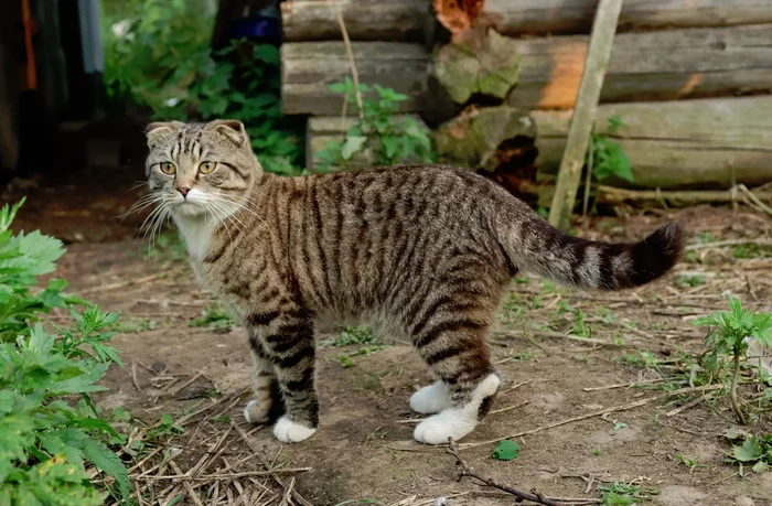 How a cat taught a bachelor to cook cabbage soup - My, Story, Story, Humor, Wisdom, cat, Shield, Bachelor, Women, Relationship, Love, Cook, Preparation, Food, Longpost